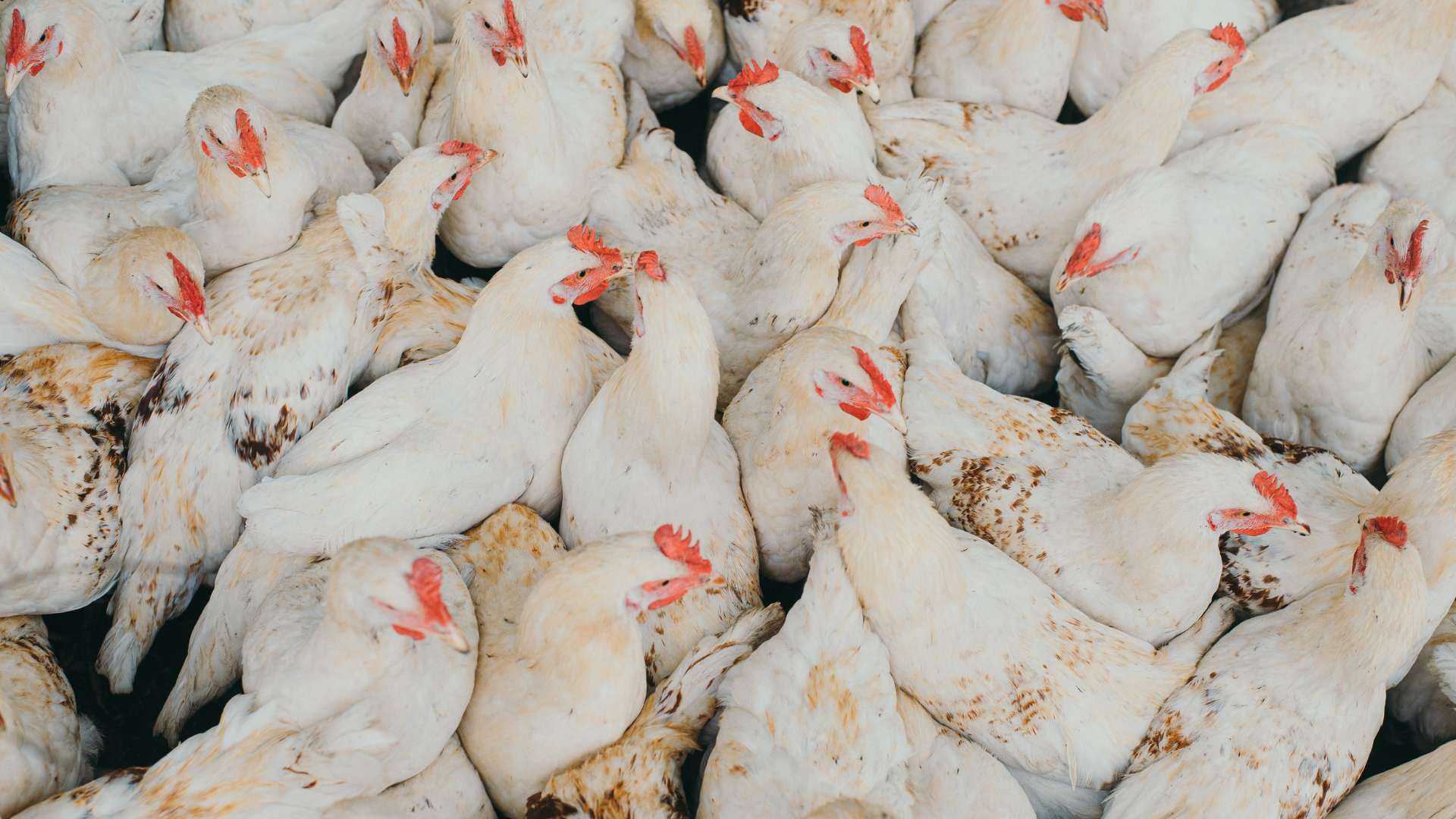 A group of commercially raised chickens - a problem for biosecurity in poultry